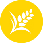 Cereal-Wheat-256